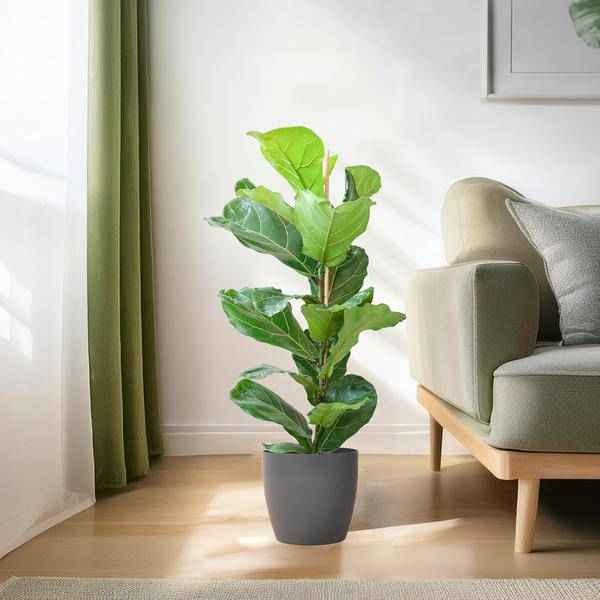 Image of Ficus Lyrata – Geigen – Feige – Zimmerpflanze – 80cm – Ø21cm – inkl. Übertopf – Große Blätter, pflegeleicht, dekorativ
