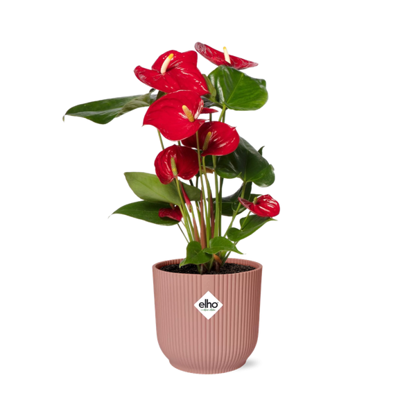 Image of Flamingoblume Anthurium Rot Zimmerpflanze Ø14cm – pflegeleichte Grünpflanze für Wohnzimmer, Büro & helle Standorte kaufen
