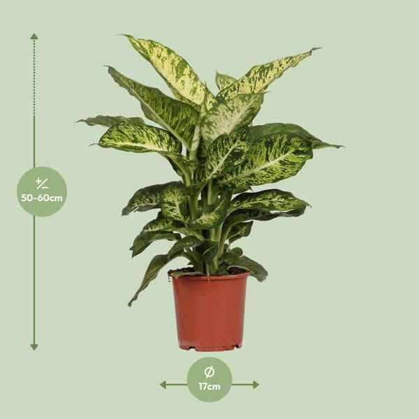 Image of Dieffenbachia Mars – Ø17cm x H50cm – Tropische Zimmerpflanze mit dekorativen Blättern – Pflegeleicht & luftreinigend – Für Halbschatten