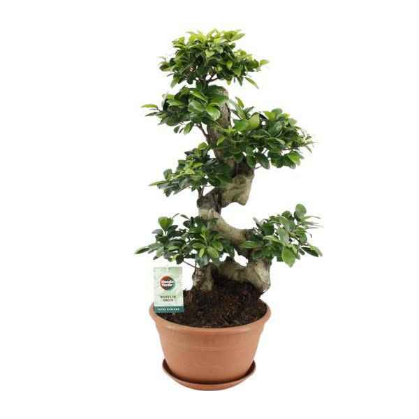Image of Chinesische Feige Ficus Ginseng Zimmerpflanze Ø27cm ↕70cm – pflegeleichte Grünpflanze für Wohnzimmer, Büro & helle Standorte kaufen-0