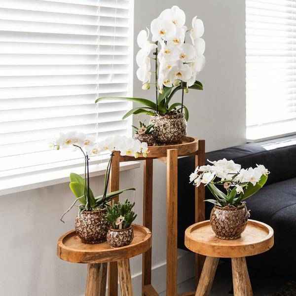 Image of Blumentopf Safari – Ø9cm – Handgefertigter Keramik Pflanztopf – Dekorativer Übertopf für kleine Zimmerpflanzen – Stilvolle Innendeko-1