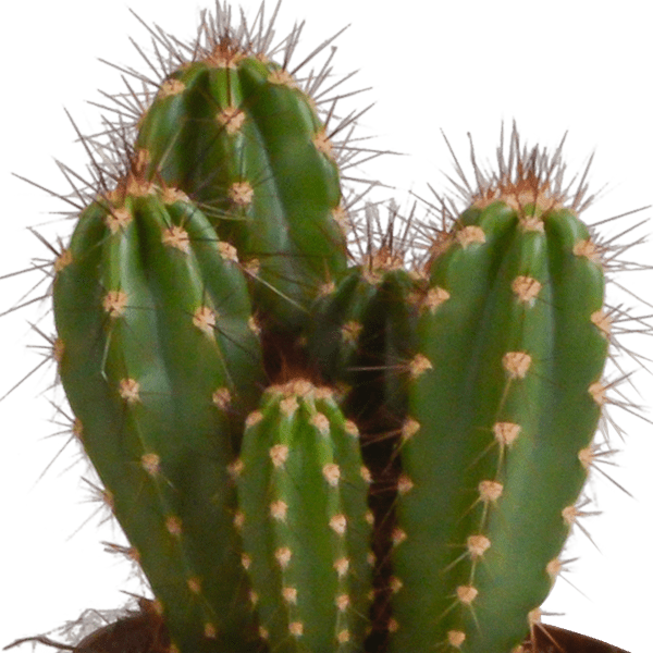 Image of Cereus Mix – 3 Zimmerpflanzen – Ø10,5cm – Verschiedene Säulen – & Stabkakteen – Pflegeleichte Kakteen im Mix