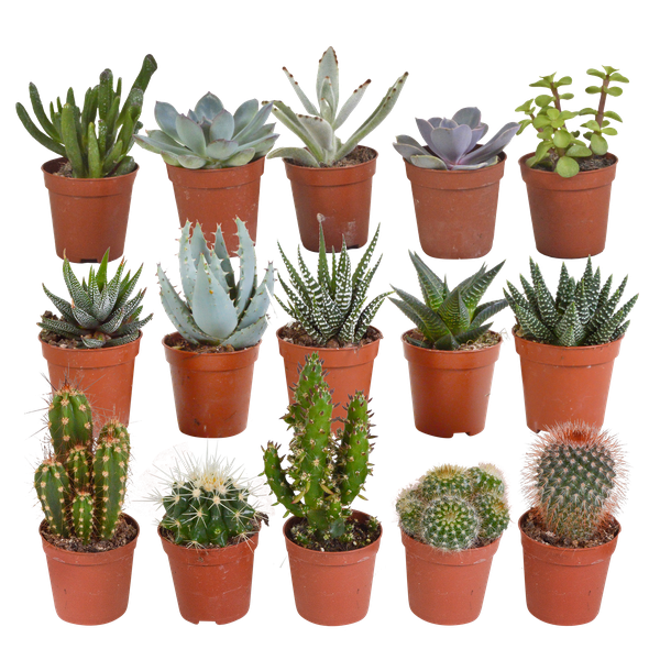 Image of Kakteen und Sukkulenten Mix – 15 Pflanzen – Ø5,5cm Zimmerpflanzen – Verschiedene Arten wie Cereus, Echeveria, Haworthia & Crassula
