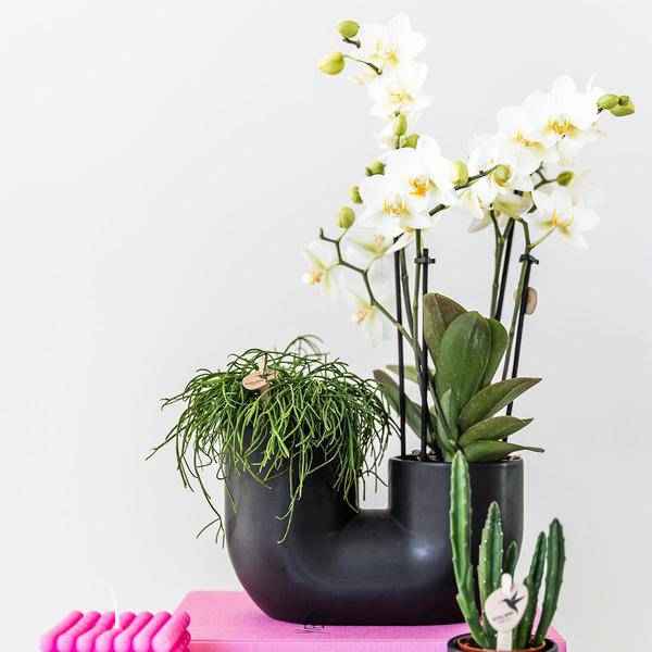 Image of Röhre Ziertopf Schwarz – Duo – Keramiktopf für zwei Pflanzen Ø9cm – Blumentopf für Orchideen, Sukkulenten & Zimmerpflanzen – Robust & dekorativ-2