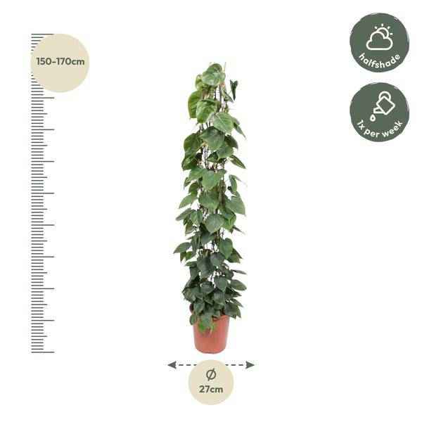 Image of Baumfreund Philodendron Scandens Zimmerpflanze Ø27cm ↕160cm – pflegeleichte Grünpflanze für Wohnzimmer, Büro & helle Standorte kaufen-1