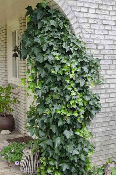 Image of Gemeiner Efeu – Hedera helix – Ø15cm – ca. 65cm hoch – Immergrüne Kletterpflanze – Winterhart & pflegeleicht – Für Fassade, Zaun & Pergola-1