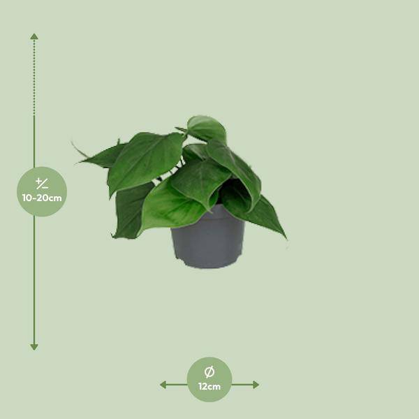 Image of Philodendron Scandens – Baumfreund – Zimmerpflanze – Ø12cm – ↕15-20cm Höhe – Pflegeleicht – Luftreinigend – Halbschatten-1