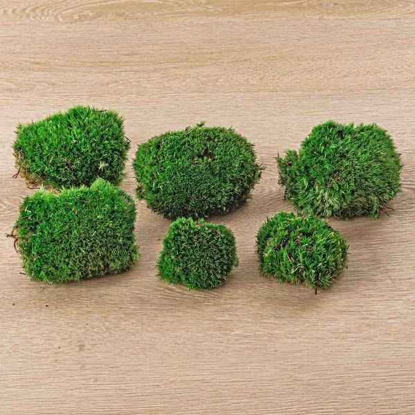 Image of Lebendes Kissenmoos – pflegeleichter Flaschengarten im Glas, Pflanzen Terrarium für Wohnzimmer & Büro-0