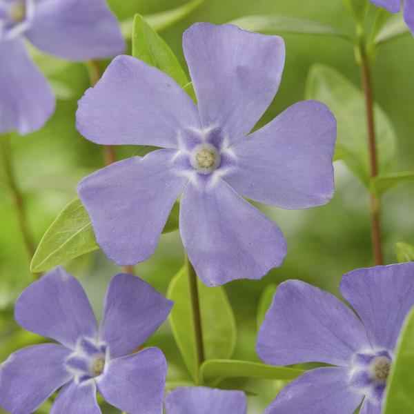 Image of Vinca minor – 60 Pflanzen – Kleines Immergrün – Bodendecker – Blühend Blau – Sonne & Schatten – Pflegeleicht – Gartenpflanze