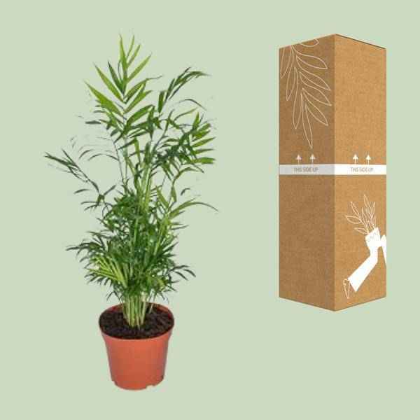 Image of Mexikanische Bergpalme – Chamaedorea Elegans – Ø17cm x H55cm – Pflegeleichte Zimmerpalme – Für Halbschatten – Luftreinigend – Im Pflanztopf-2