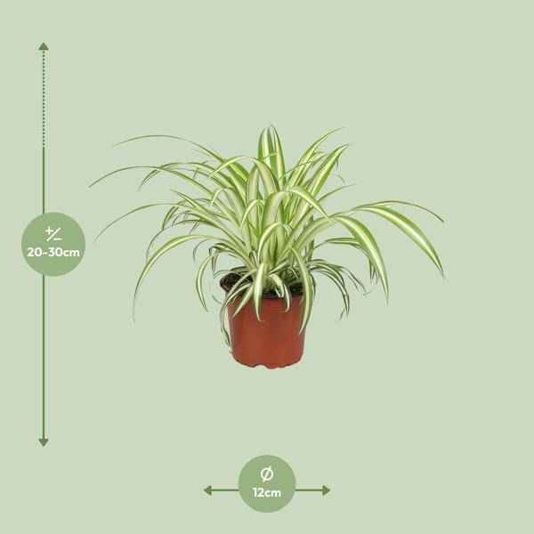 Image of Grünlilie Chlorophytum – Zimmerpflanze – Ø12cm – ↕25cm – Spider – Pflanze – Pflegeleicht – Halbschatten – Luftreinigend