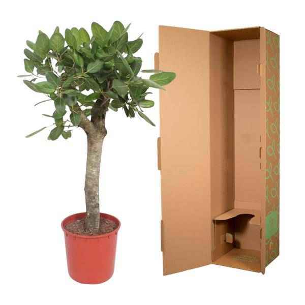 Image of Ficus Benghalensis – Banyan – Feige auf Stamm – ca. 150cm Höhe – Zimmerpflanze mit großen glänzenden Blättern – Topfgröße Ø34cm – Elegante Innenraum