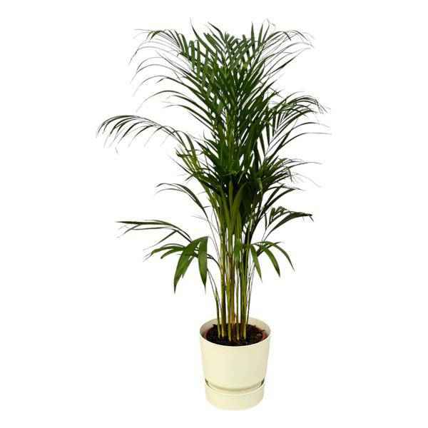 Image of Areca Palme – Betelpalme – Zimmerpflanze ca. 110cm – Ø21cm – inkl. Pflanzgefäß Greenville Weiß D24xH23-0