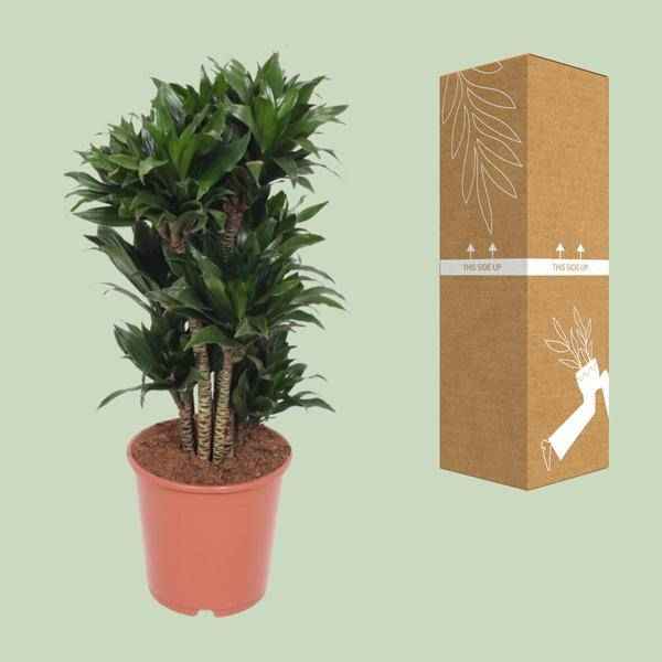 Image of Drachenbaum – Dracaena Compacta – Zimmerpflanze – Ø24cm – ↕80cm – pflegeleichte Luftreiniger-Pflanze für Zuhause & Büro-2
