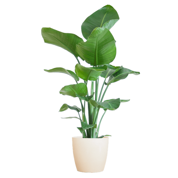 Image of Strelitzia Nicolai – Baum – Strelitzie – Zimmerpflanze – 80cm – Ø21cm – inkl. Übertopf – Große Blätter, tropisches Flair, pflegeleicht-0