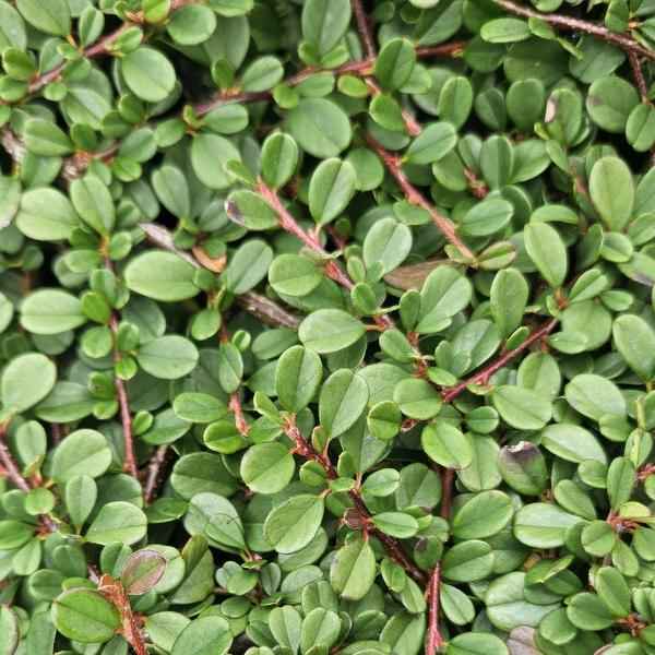 Image of Cotoneaster prostratus 'Streibs Findling' – Zwergmispel – Ø9cm – ↕10-25cm – 12 Pflanzen – Robuster Bodendecker-0