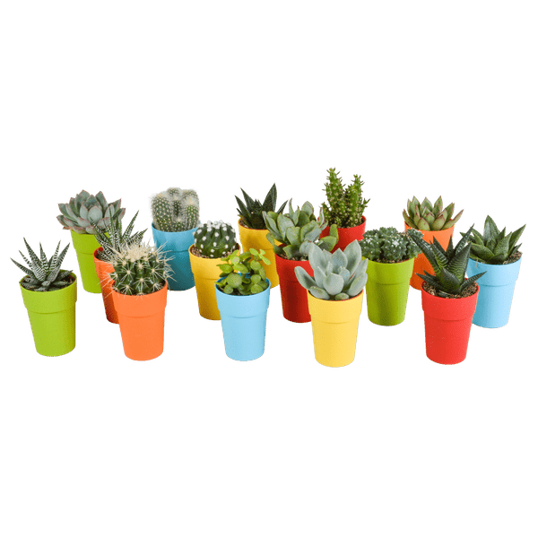 Image of Sukkulenten & Kakteen Mix 15 Pflanzen Ø5,5cm – pflegeleichtes Pflanzen Set für Urban Jungle, Fensterbank, Wohnzimmer & Büro