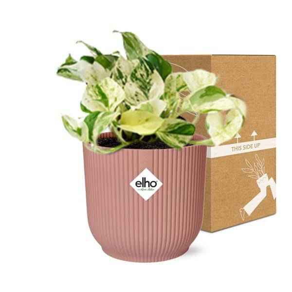 Image of Efeutute – Epipremnum Pinnatum Happy Leaf – pflegeleichte Zimmerpflanze – luftreinigend – Topf Vibes Fold 14cm Rosa – Kletter – und Hängepflanze