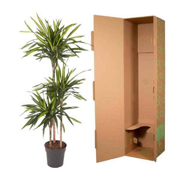Image of Drachenbaum Zimmerpflanze Ø24cm ↕140cm – pflegeleichte Grünpflanze für Wohnzimmer, Büro & helle Standorte kaufen-2