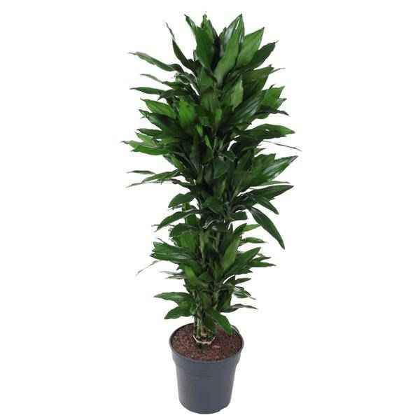 Image of Drachenbaum Zimmerpflanze Ø31cm ↕130cm – pflegeleichte Grünpflanze für Wohnzimmer, Büro & helle Standorte kaufen-0