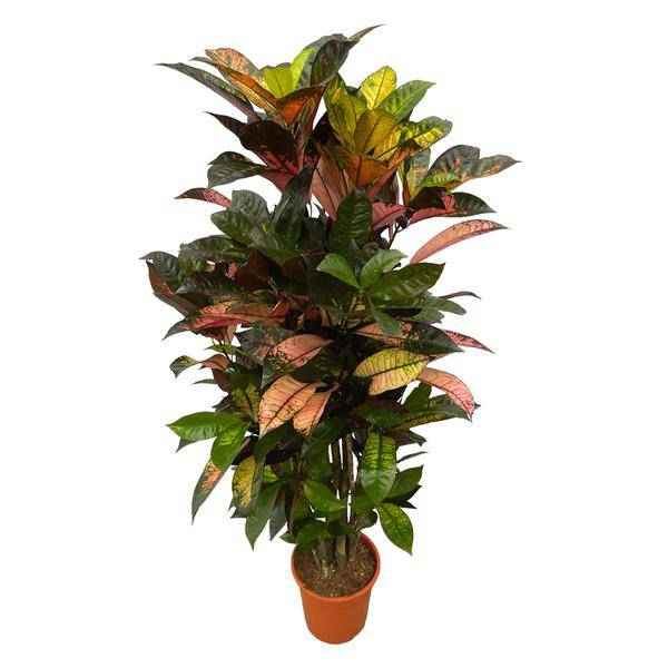 Image of Codiaeum Croton Iceton – Wunderstrauch – Bunte Zimmerpflanze mit Farbspiel – Exotische Blätter – Ø24cm – ↕110cm-0