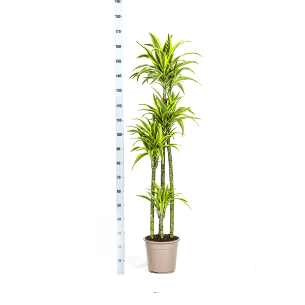 Image of Drachenbaum Dracaena Deremensis Lemon Lime Zimmerpflanze Ø27cm ↕180cm – pflegeleichte Grünpflanze für Wohnzimmer, Büro & helle Standorte kaufen-4