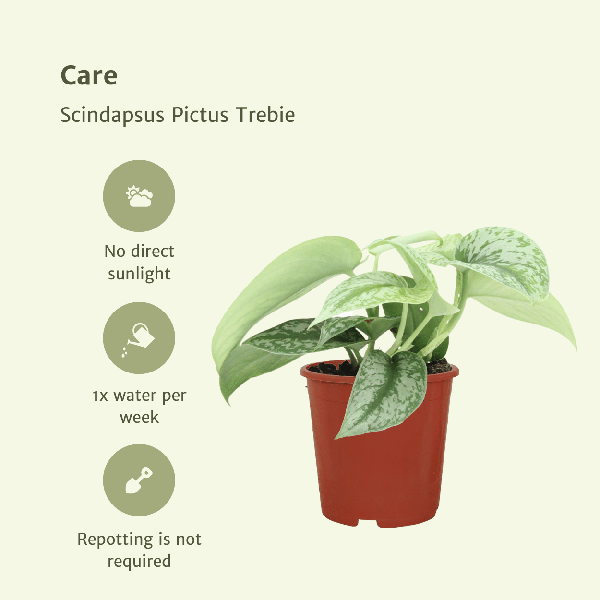 Image of Efeutute Scindapsus Pictus Trebie Epipremnum Zimmerpflanze Ø12cm ↕15cm – pflegeleichte Grünpflanze für Wohnzimmer, Büro & helle Standorte kaufen-4