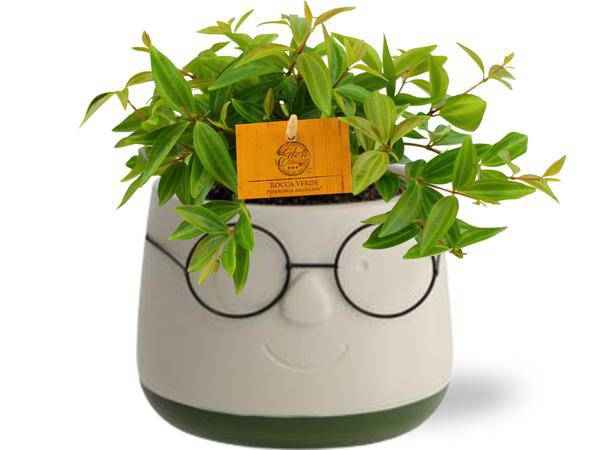Image of Peperomia Angulata 'Rocca Vivace' – Zwergpfeffer – Zimmerpflanze im Ziertopf – Ø11cm Pflanze – ca. 15cm hoch – inkl. Keramiktopf Bril Grün Ø12x9cm-0