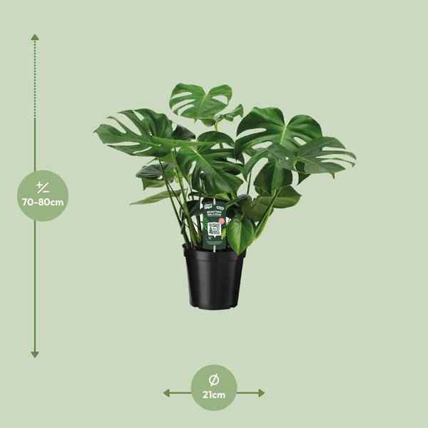 Image of Monstera Deliciosa Köstliches Fensterblatt Zimmerpflanze Ø21cm ↕65cm – pflegeleichte Grünpflanze für Wohnzimmer, Büro & helle Standorte kaufen-1