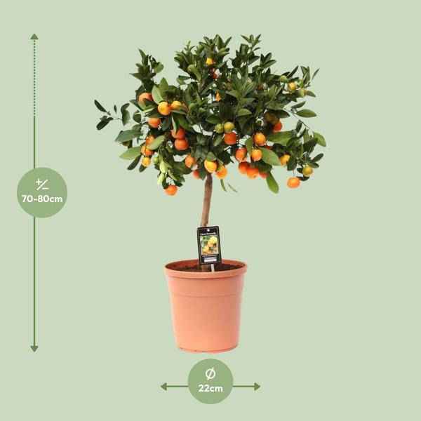 Image of Orangenbaum Gartenpflanze Ø22cm ↕80cm – Pflanze für Garten, Balkon, Terrasse, Kübel & Beet online kaufen-1
