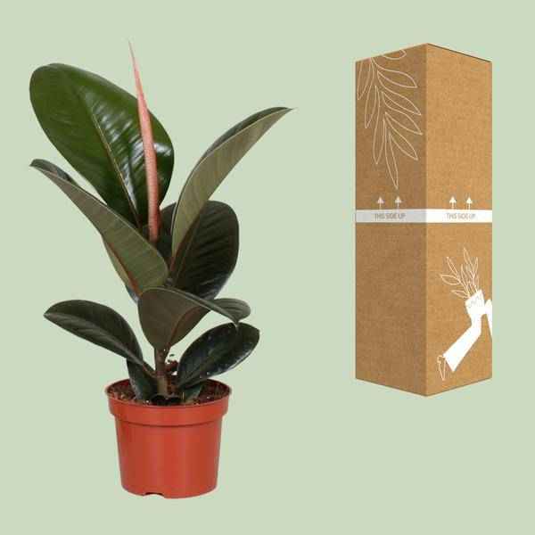 Image of Gummibaum Ficus Elastica Robusta Zimmerpflanze Ø12cm ↕35cm – pflegeleichte Grünpflanze für Wohnzimmer, Büro & helle Standorte kaufen-2