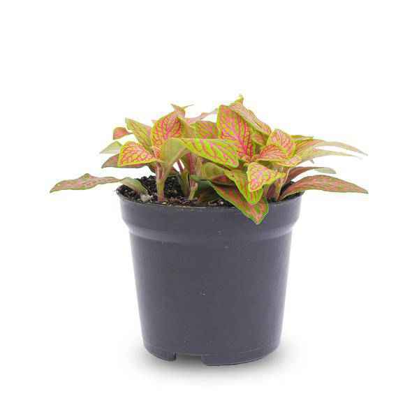 Image of Fittonia Ruby Lime – Mosaikpflanze – Tropische Zimmerpflanze mit dekorativen Blättern in Rot & Grün-1