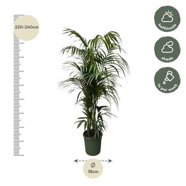 Image of Kentia – Palme – Howea forsteriana – Zimmerpflanze 230cm – Ø38cm – Exklusive XXL – Palme mit eleganten Wedeln – Pflegeleicht-1