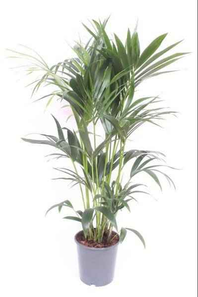Image of Kentia – Palme – Howea Forsteriana – Zimmerpflanze – Ø24cm – ↕120cm – tropische grüne Pflanze – pflegeleicht & luftreinigend-0
