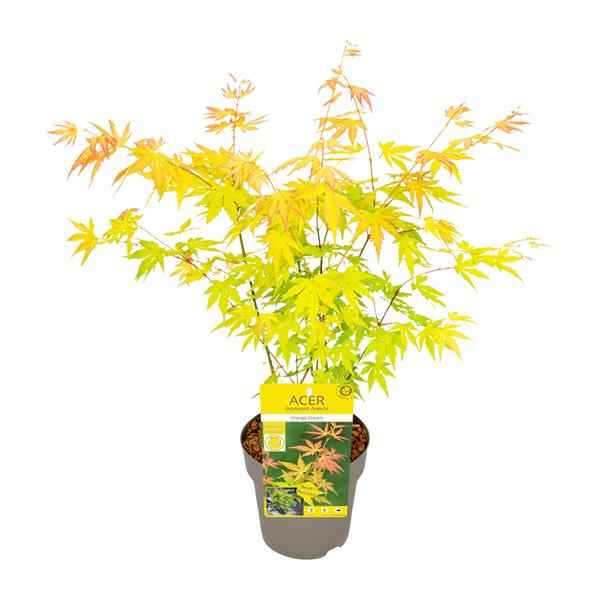 Image of Fächer – Ahorn Acer palmatum Orange Dream Gartenpflanze Ø15cm ↕40cm – winterharte Pflanze für Garten, Balkon, Terrasse, Kübel & Beet online kaufen-0