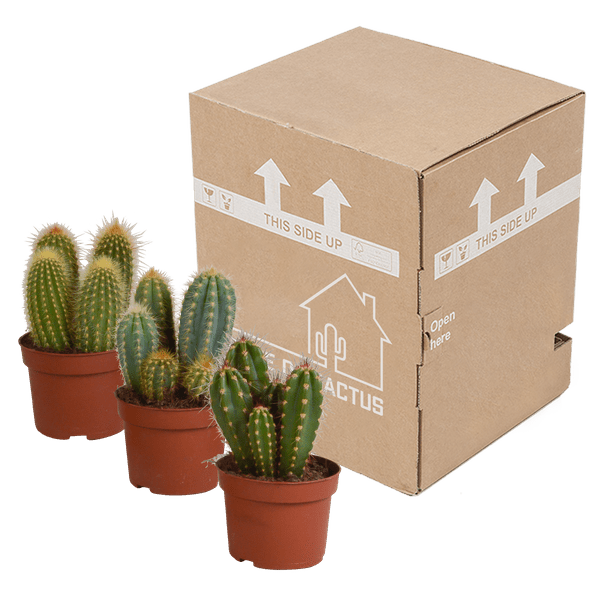 Image of Cereus Mix – 3 Zimmerpflanzen – Ø10,5cm – Verschiedene Säulen – & Stabkakteen – Pflegeleichte Kakteen im Mix