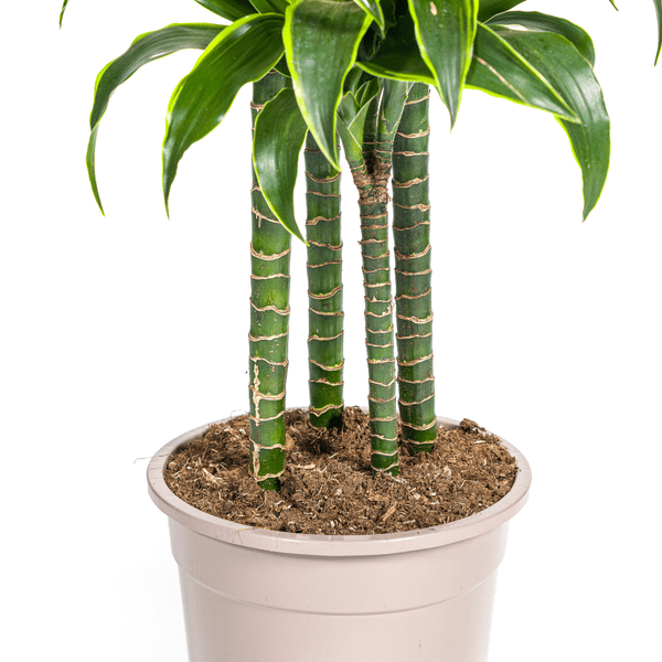 Image of Drachenbaum Dracaena Deremensis Dorado Zimmerpflanze Ø27cm ↕180cm – pflegeleichte Grünpflanze für Wohnzimmer, Büro & helle Standorte kaufen-3