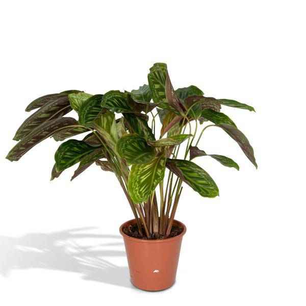 Image of Calathea Flamestar – Pfauenpflanze – Ø19cm – ↕75cm – Exotische Zimmerpflanze mit gemusterten Blättern – Luftreinigend, pflegeleicht & dekorativ-0
