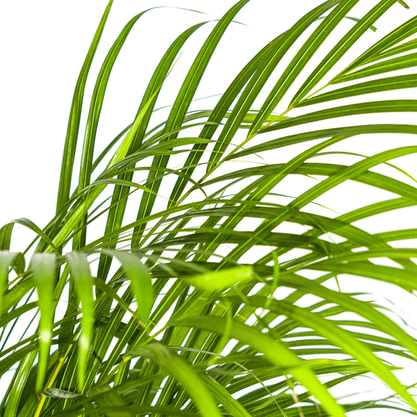 Image of Dypsis Areca Lutescens – Goldfruchtpalme – Zimmerpflanze Ø24cm ↕120-140cm – Tropisch & dekorativ – Federartige Blätter – Pflegeleicht