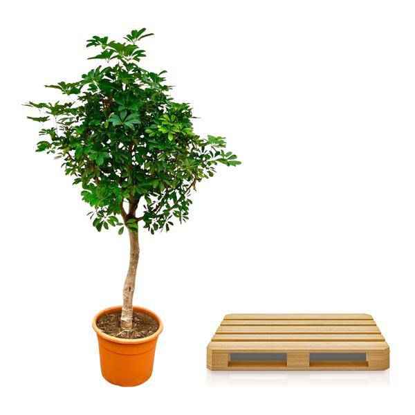 Image of Strahlenaralie – Schefflera auf Stiel – Zimmerpflanze 210cm – Ø45cm – Immergrüne XXL – Grünpflanze mit handförmigen Blättern – Pflegeleicht