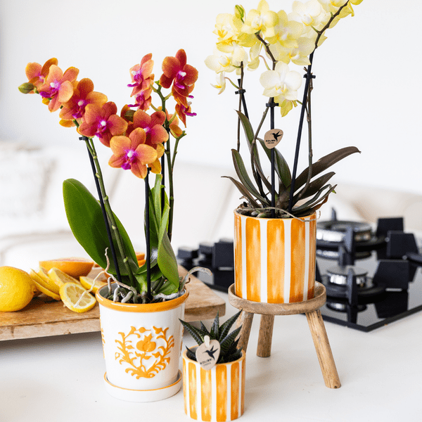 Image of Malaga Blumentopf Orange Ø9cm – Keramiktopf in sommerlichem Design – Pflanzentopf für Zimmerpflanzen & Kräuter-3