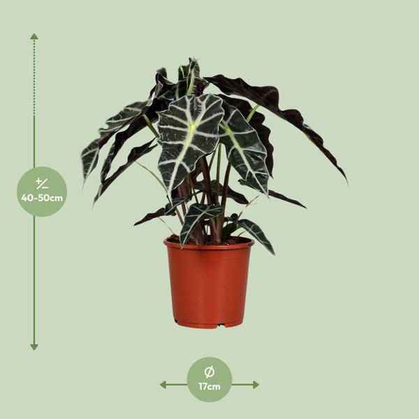 Image of Pfeilblatt – Alocasia Polly – Zimmerpflanze – Ø17cm – ↕45cm – Tropenpflanze mit großen glänzenden Blättern-1