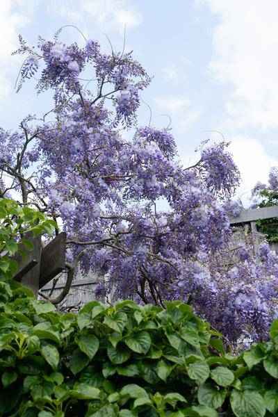 Image of Chinesischer Blauregen – Wisteria sinensis ‘Prolific’ – Glyzinie – Ø15cm – ca. 65cm hoch – lila Blütentrauben
