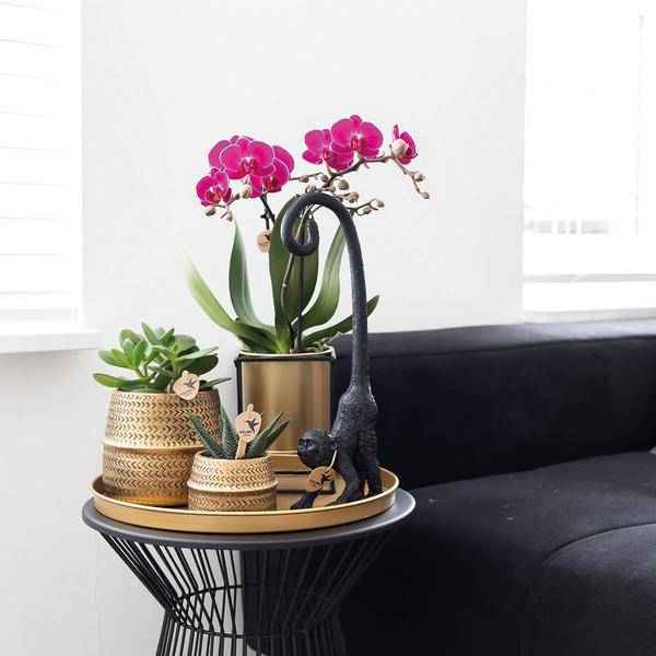 Image of Phalaenopsis Orchidee – Flieder – Morelia – Mit goldfarbenem Groove Ziertopf – Ø9cm – 35cm hoch – Blühende Zimmerpflanze – Deko