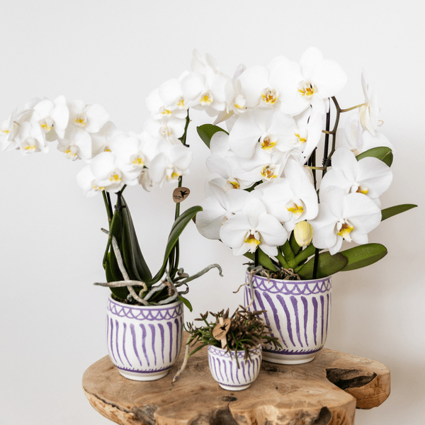 Image of Topf Granada – Flieder – Ø6cm – Dekorativer Blumentopf aus glasierter Keramik – Mediterraner Stil – Pflanzgefäß für Zimmerpflanzen, Sukkulenten & Deko-2