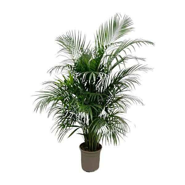 Image of Goldfruchtpalme – Dypsis Lutescens – Areca – Palme – Zimmerpflanze 150cm – Ø24cm – Tropische Grünpflanze mit eleganten Wedeln – Pflegeleicht