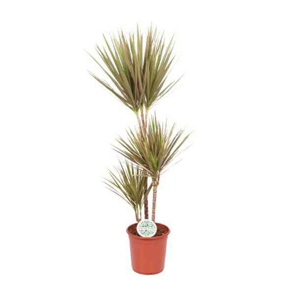Image of Drachenbaum Dracaena Bicolor – Ø24cm ↕115cm – Exotische Zimmerpflanze – Luftreinigend & Pflegeleicht-0