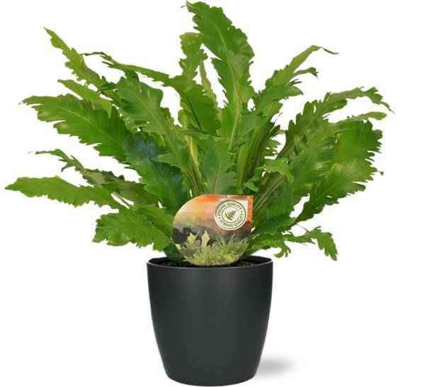 Image of Asplenium Campio Nestfarn – Zimmerpflanze – Ø17 cm – ca. 50 cm hoch – inkl. Topf Brüssel Anthrazit Ø18x17 cm