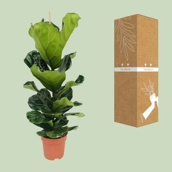 Image of Ficus lyrata – Geigen-Feige – Ø21cm x H100cm – Großblättrige Zimmerpflanze – Luftreinigend & dekorativ – Pflegeleicht – Im Pflanztopf – Direkt aus der Gärtnerei-2