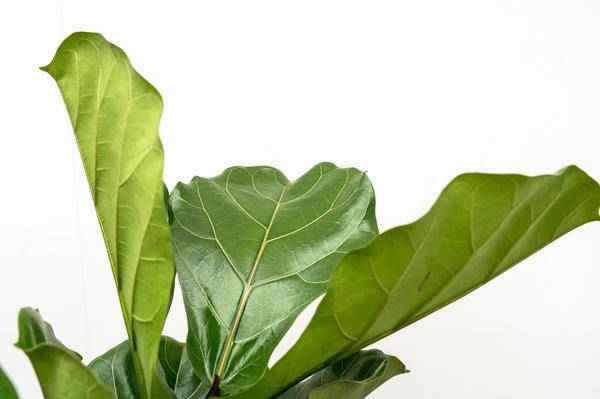 Image of Geigen – Feige – Ficus Lyrata – Zimmerpflanze 200cm – Ø32cm – XXL – Pflanze mit großen geigenförmigen Blättern – Pflegeleicht-1